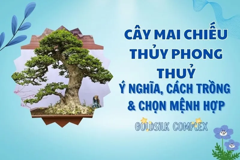 Cây mai chiếu thủy phong thủy 2025: Ý nghĩa, cách trồng và chăm sóc