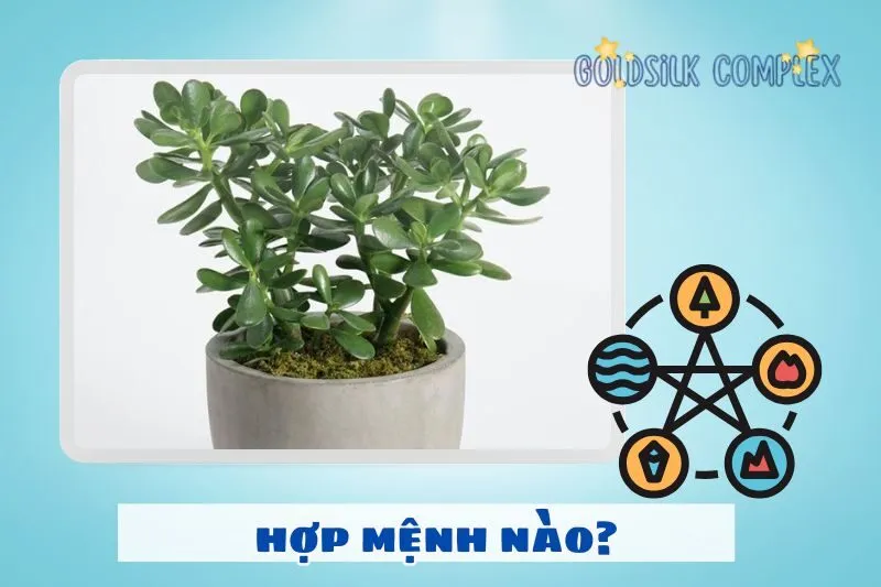 Cây ngọc bích hợp với tuổi nào, mệnh nào?