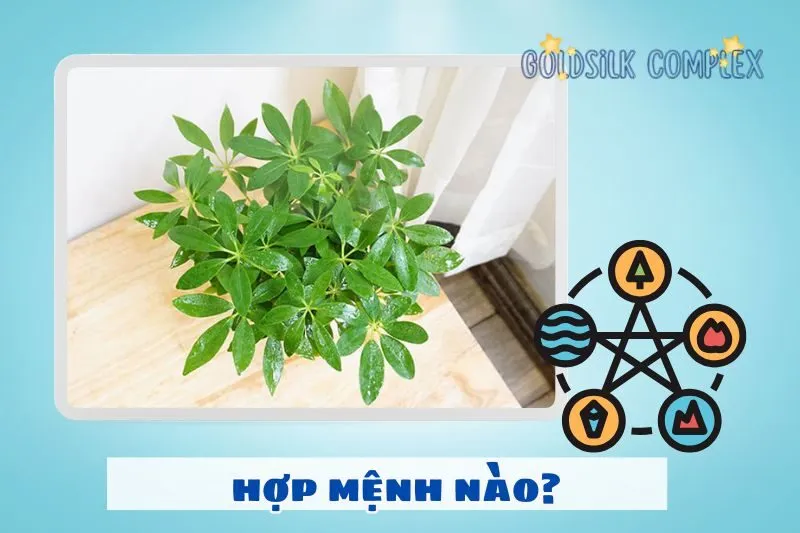 Cây ngũ gia bì hợp với mệnh nào, tuổi nào?