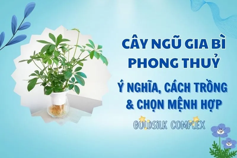Cây ngũ gia bì phong thuỷ 2025: Ý nghĩa, hợp mệnh nào, cách trồng
