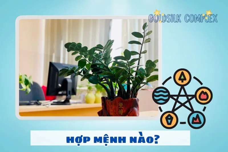 Cách chọn cây phát tài hợp mệnh, hợp tuổi