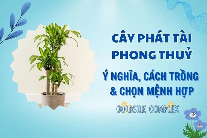 Cây phát tài phong thủy 2025: Ý nghĩa, cách trồng và chăm sóc