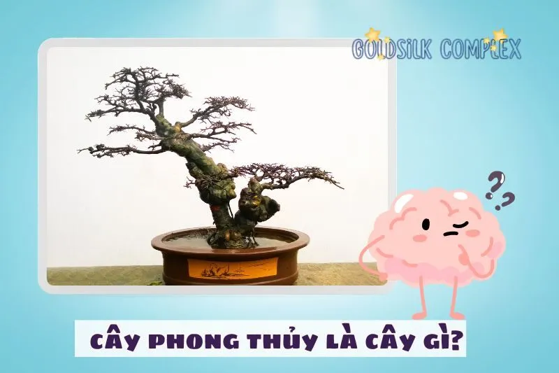 Cây phong thủy là cây gì? Vì sao quan trọng?