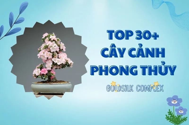 Cây phong thủy trong nhà: Cách chọn, ý nghĩa và vị trí đặt hợp mệnh 2025
