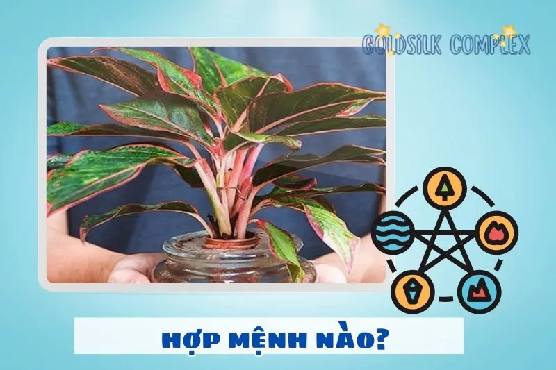 Cây phú quý hợp mệnh nào, tuổi nào?