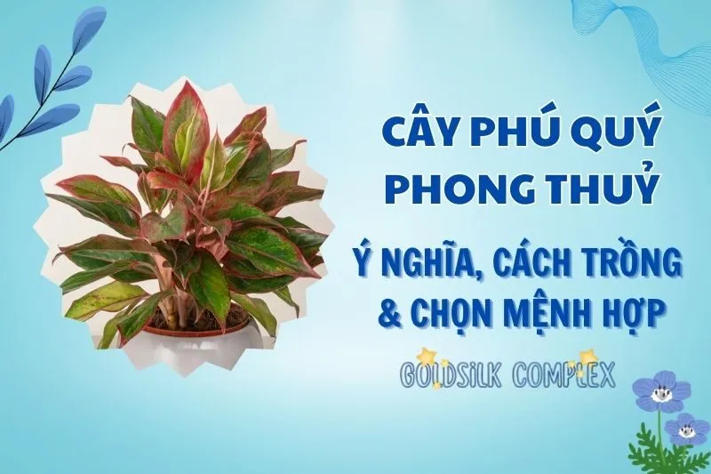 Cây phú quý phong thủy 2025: Ý nghĩa, hợp mệnh nào, cách chăm sóc