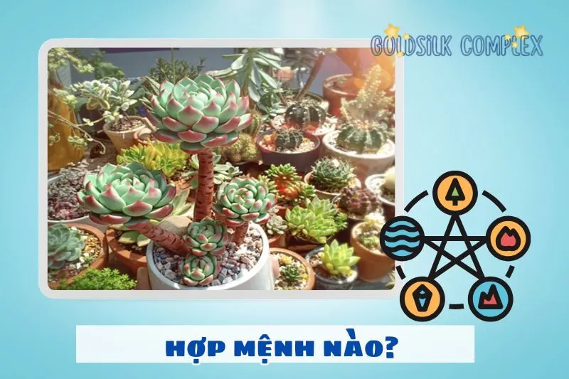 Cách chọn cây sen đá hợp mệnh theo ngũ hành