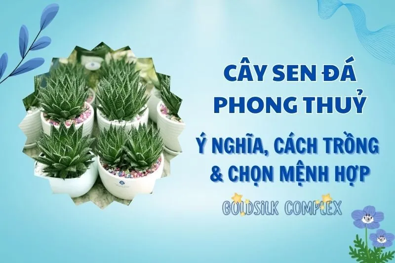 Cây sen đá phong thủy 2025: Ý nghĩa, lợi ích và cách chăm sóc