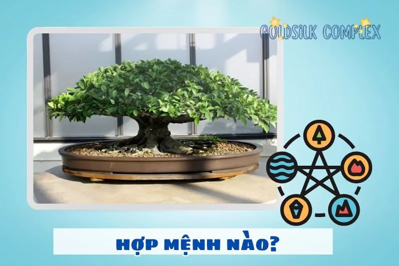 Cây si cảnh phong thủy hợp với mệnh nào, tuổi nào?