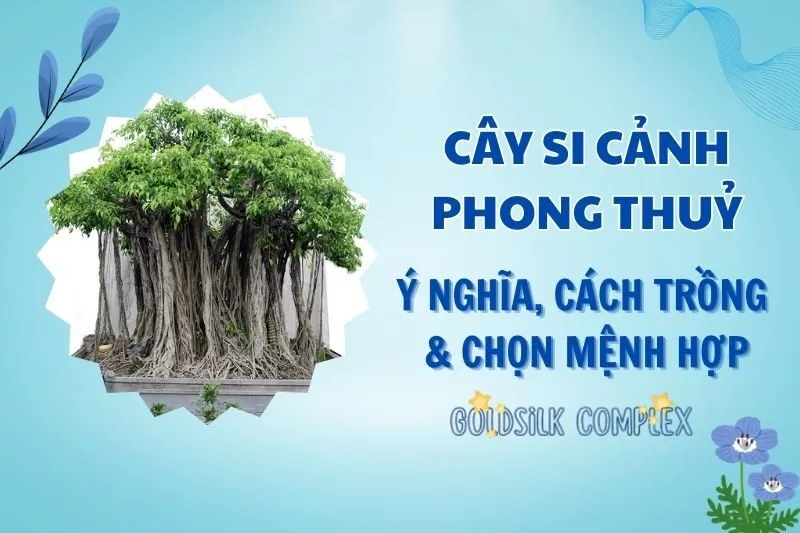 Cây si cảnh phong thủy – Bí quyết hút tài lộc năm 2025