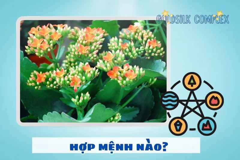 Cây sống đời hợp tuổi nào, mệnh gì?