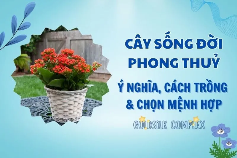 Cây sống đời phong thủy 2025: Ý nghĩa, hợp mệnh nào và cách chăm sóc