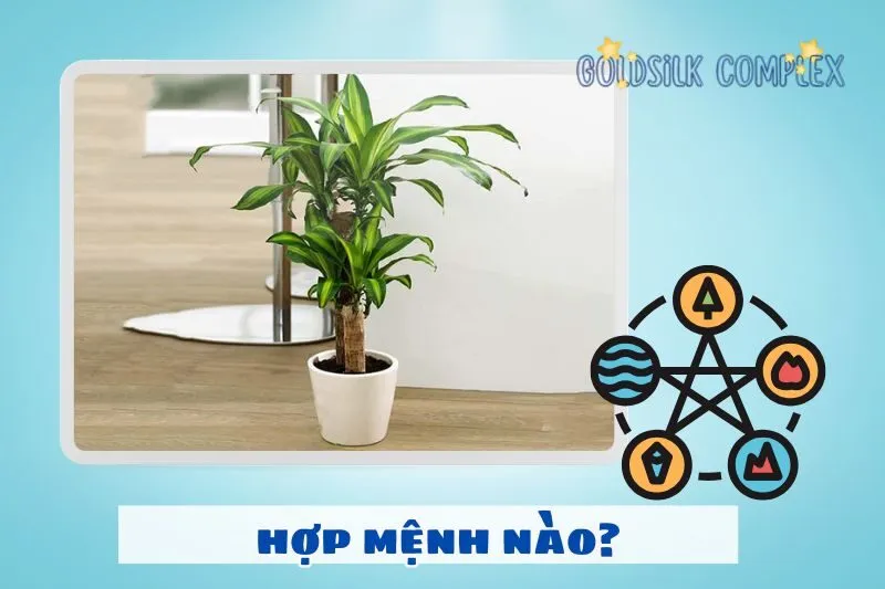 Cây thiết mộc lan hợp với mệnh nào và cách chọn cây theo phong thủy