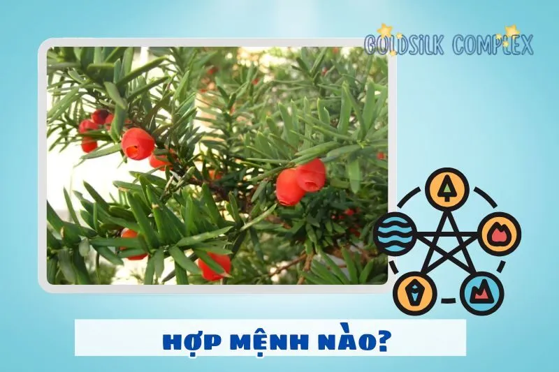 Cách chọn cây thông đỏ phong thủy hợp mệnh