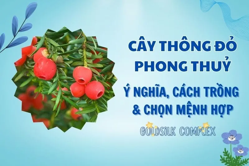 Cây thông đỏ phong thủy 2025: Ý nghĩa, cách trồng và đặt đúng vị trí