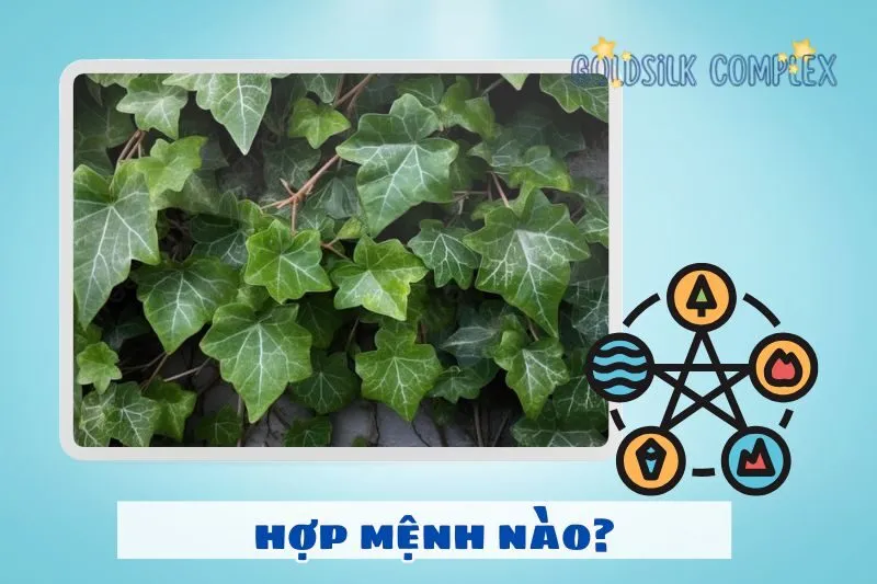 Cây Thường Xuân Hợp Với Mệnh Nào? Có Hợp Tuổi Của Bạn Không?