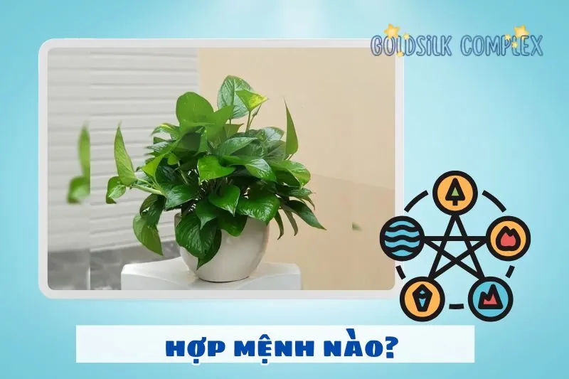 Cây trầu bà hợp với mệnh gì, tuổi nào?