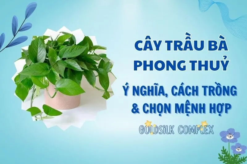 Cây trầu bà phong thuỷ 2025: Ý nghĩa, công dụng và cách chăm sóc