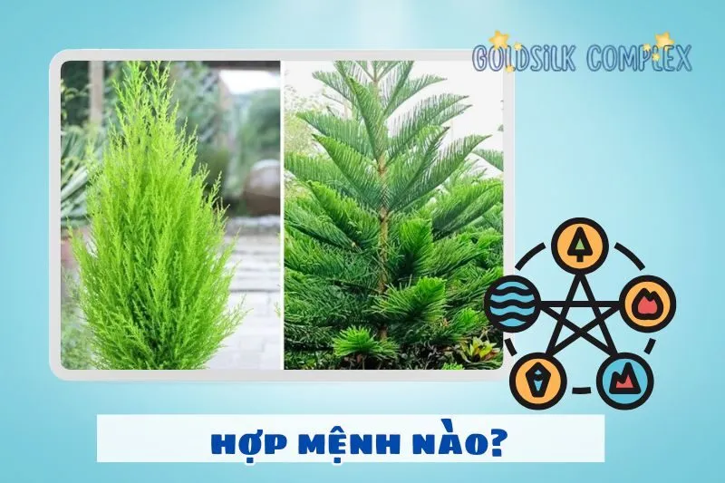Cây tùng bách hợp mệnh nào? Cách chọn cây theo phong thủy