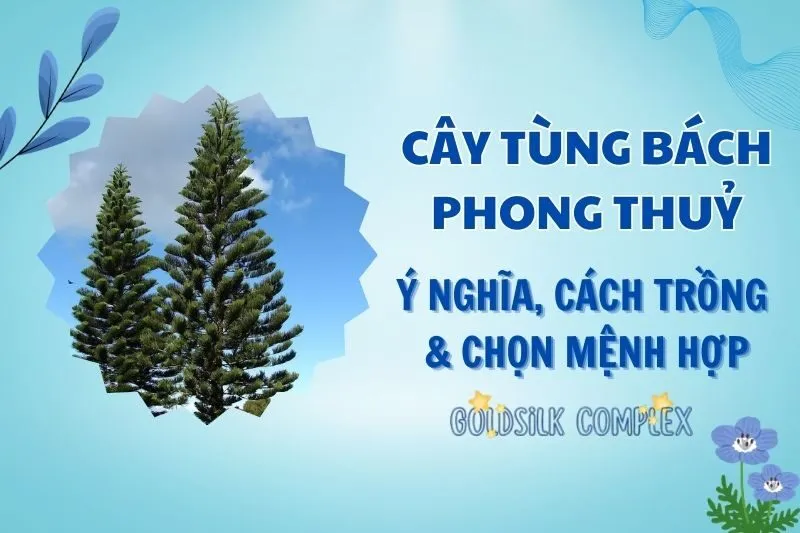 Cây tùng bách phong thủy 2025: Ý nghĩa, hợp mệnh nào và cách trồng