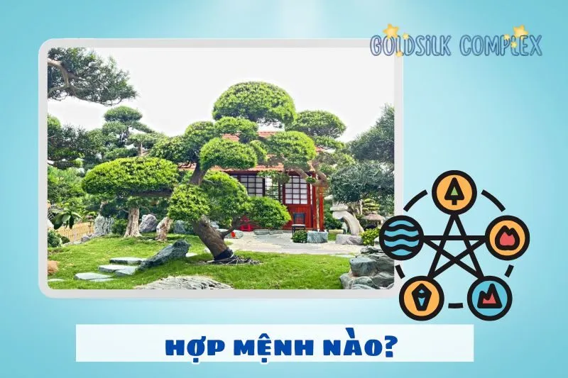 Cách chọn cây tùng la hán hợp với mệnh