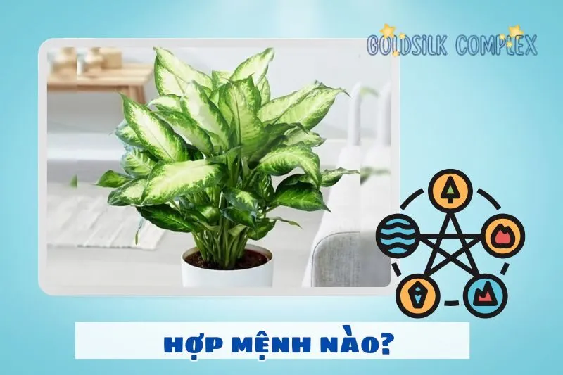 Cây vạn niên thanh phong thủy hợp với tuổi nào, mệnh nào?
