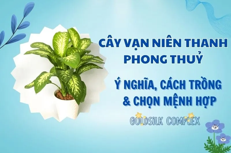 Cây vạn niên thanh phong thủy 2025: Ý nghĩa, hợp mệnh gì, cách chăm sóc