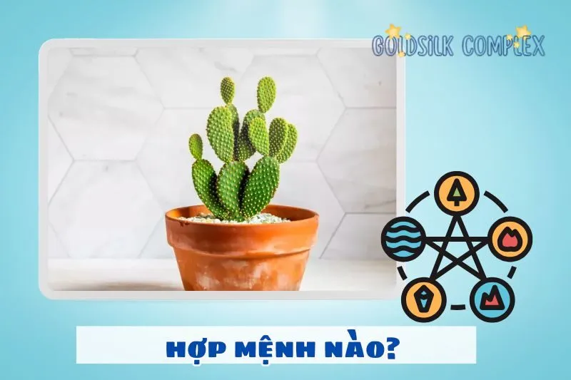 Cây xương rồng hợp mệnh nào?