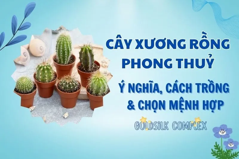 Cây xương rồng phong thủy 2025: Ý nghĩa, hợp mệnh nào, cách đặt đúng