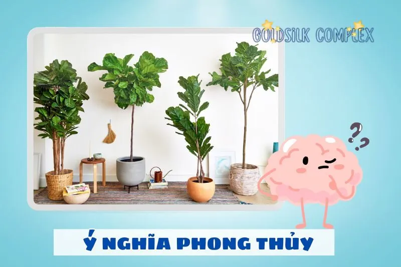 Ý nghĩa phong thủy của cây bàng Singapore