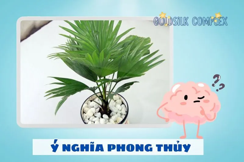 Ý nghĩa phong thuỷ của cây cọ cảnh