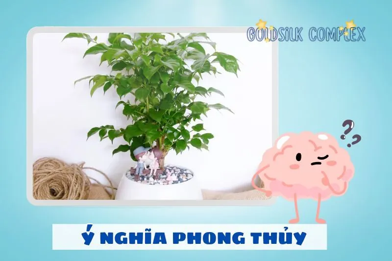 Ý nghĩa phong thuỷ của cây hạnh phúc