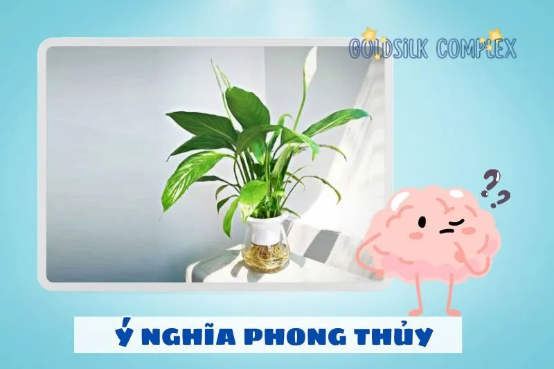 Cây lan ý phong thủy có ý nghĩa gì?