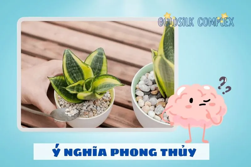 Cây lưỡi hổ phong thủy có ý nghĩa gì?