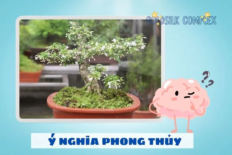Ý nghĩa phong thủy của cây mai chiếu thủy