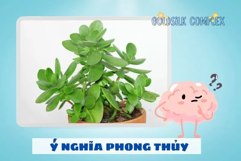 Cây ngọc bích phong thủy có ý nghĩa gì?