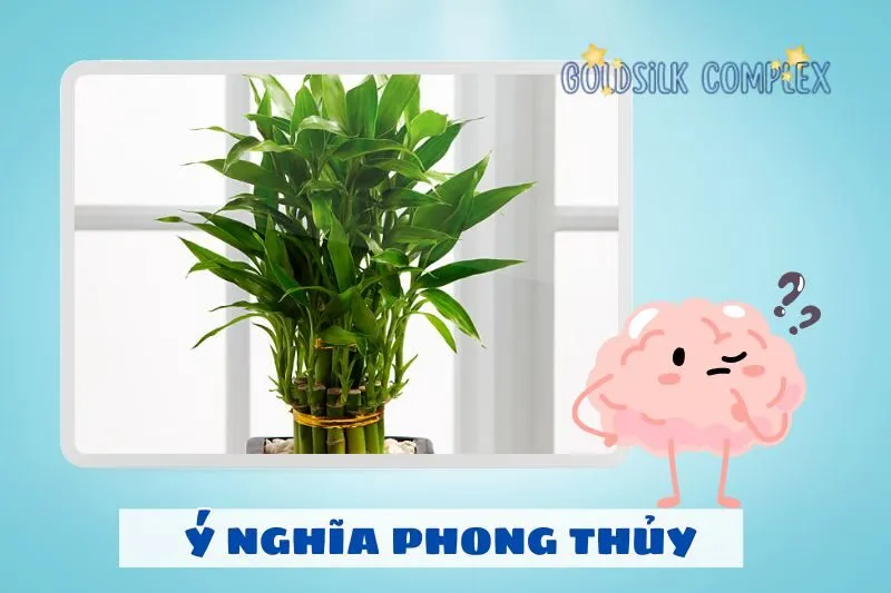 Ý nghĩa phong thủy của cây phát tài