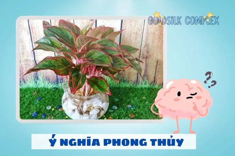 Ý nghĩa phong thủy của cây phú quý