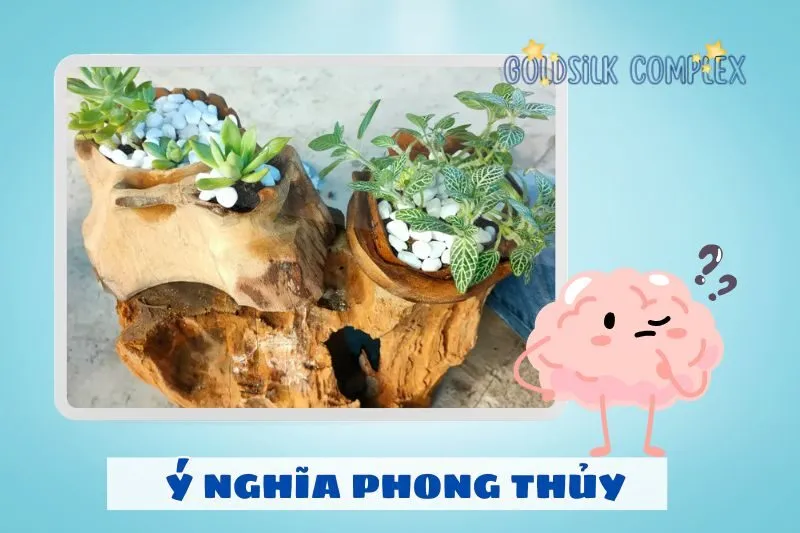 Ý nghĩa cây sen đá phong thủy