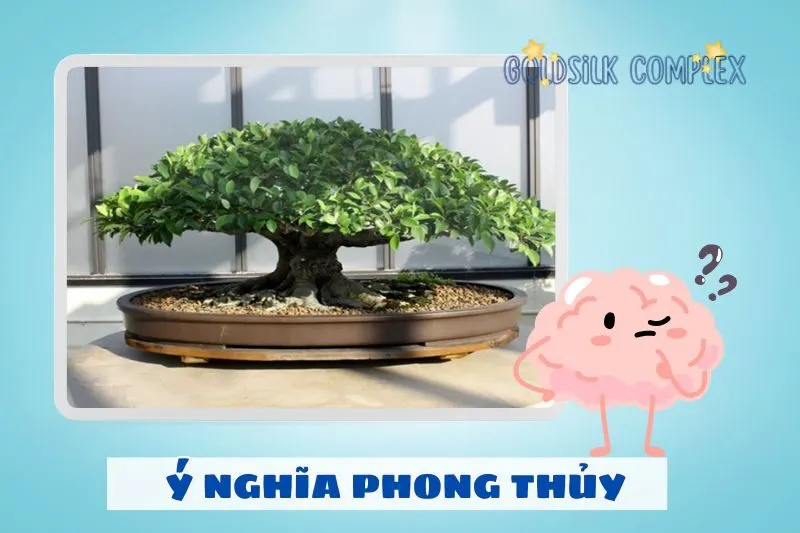 Cây si cảnh phong thủy có ý nghĩa gì?