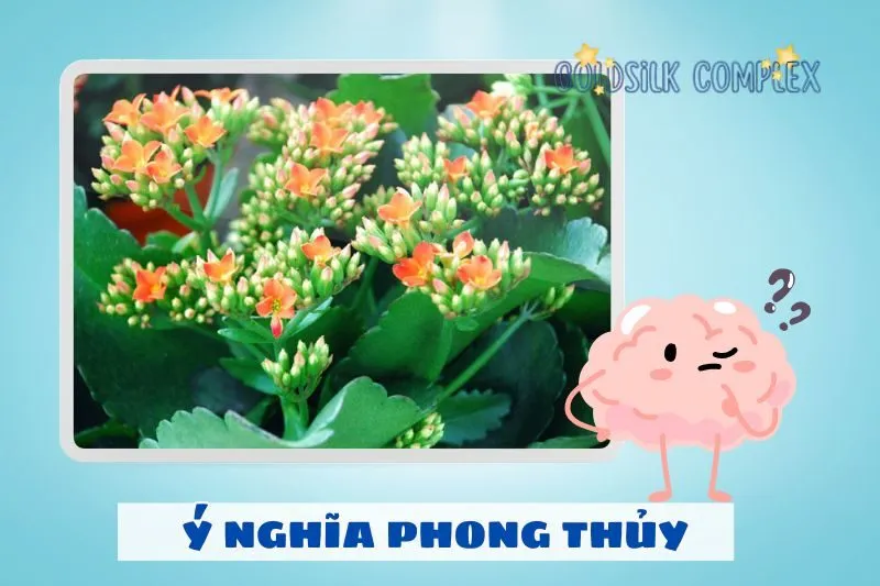 Cây sống đời phong thủy có ý nghĩa gì?