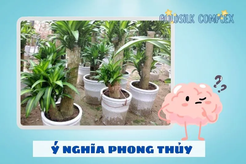 Ý nghĩa phong thủy của cây thiết mộc lan