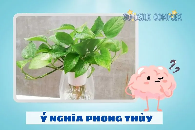 Cây trầu bà phong thuỷ có ý nghĩa gì?