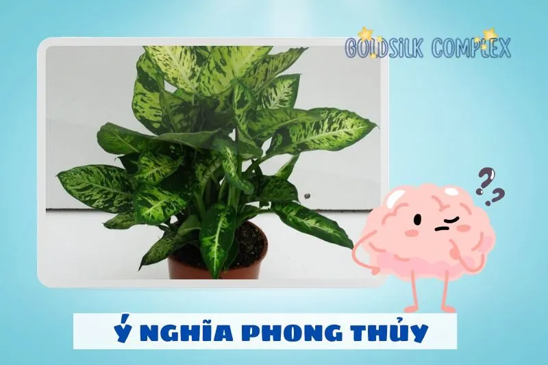 Ý nghĩa phong thủy của cây vạn niên thanh